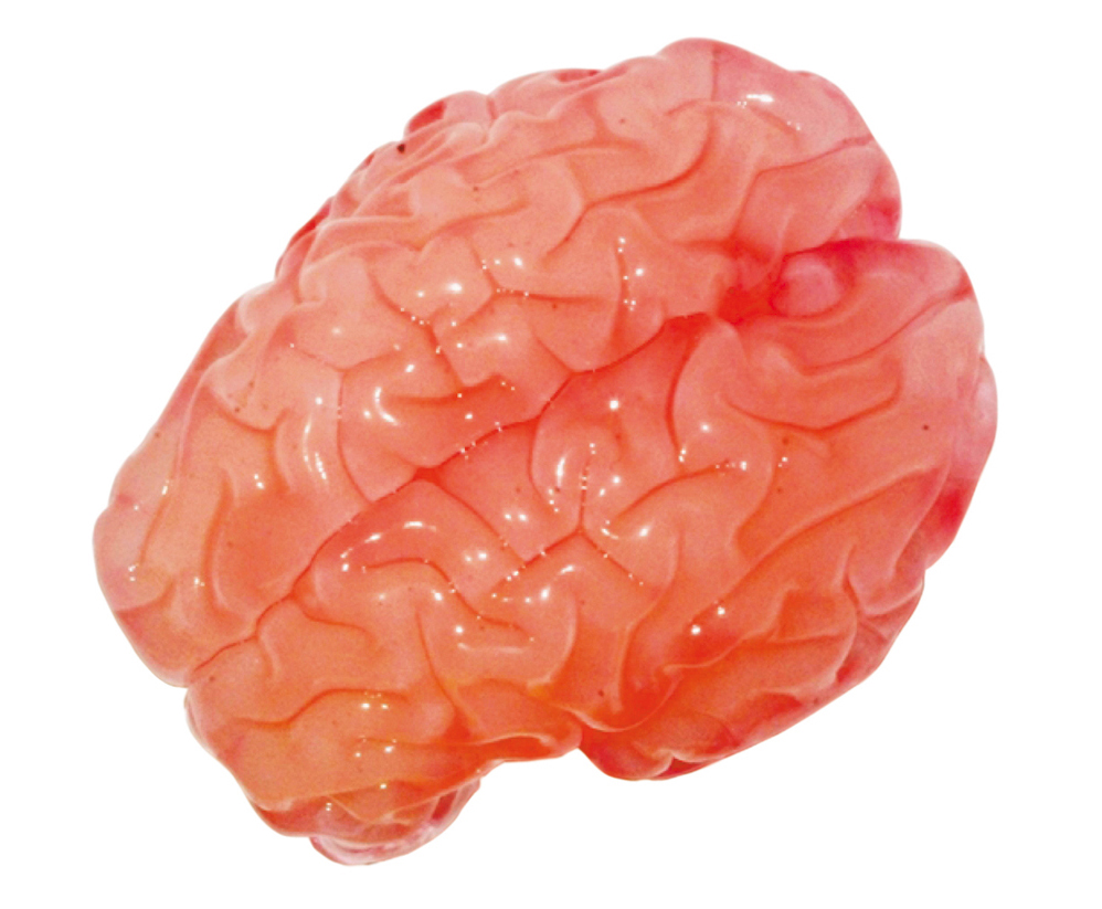 Мастурбатор В Виде Мозга