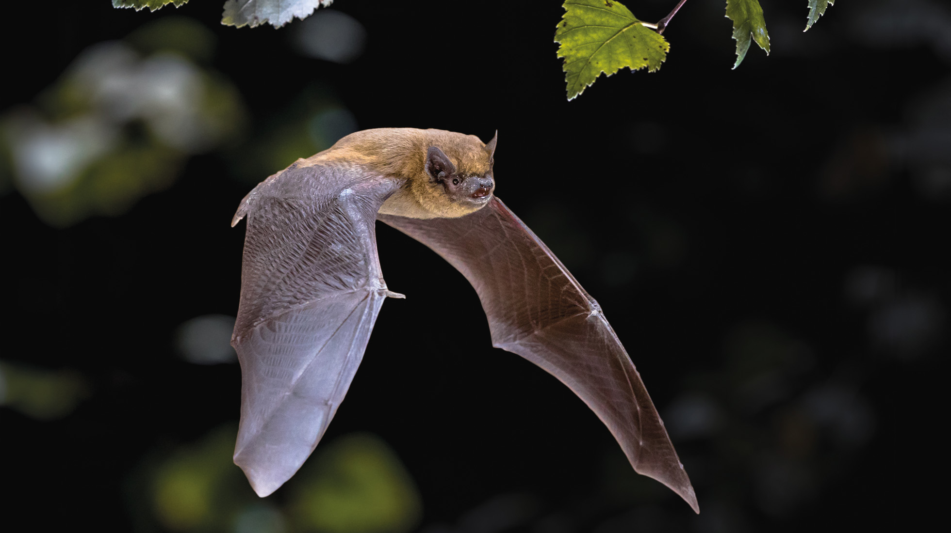 chauve-souris