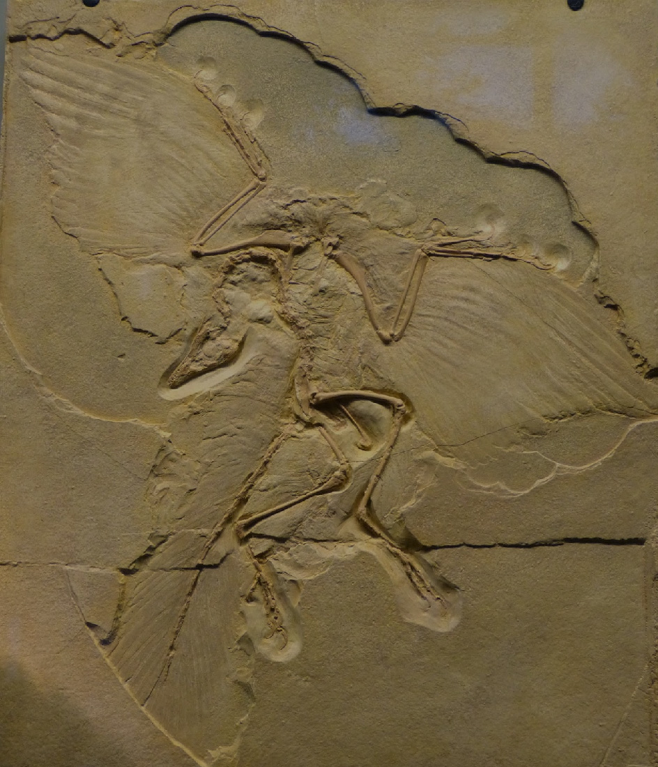 Fossile d'Archaeopteryx © Musée d'histoire naturelle de Berlin