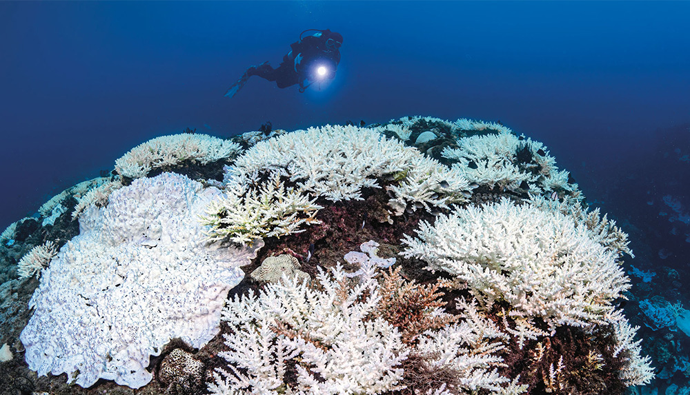 © CC BY-SA 4.0 - Wikimedia commons