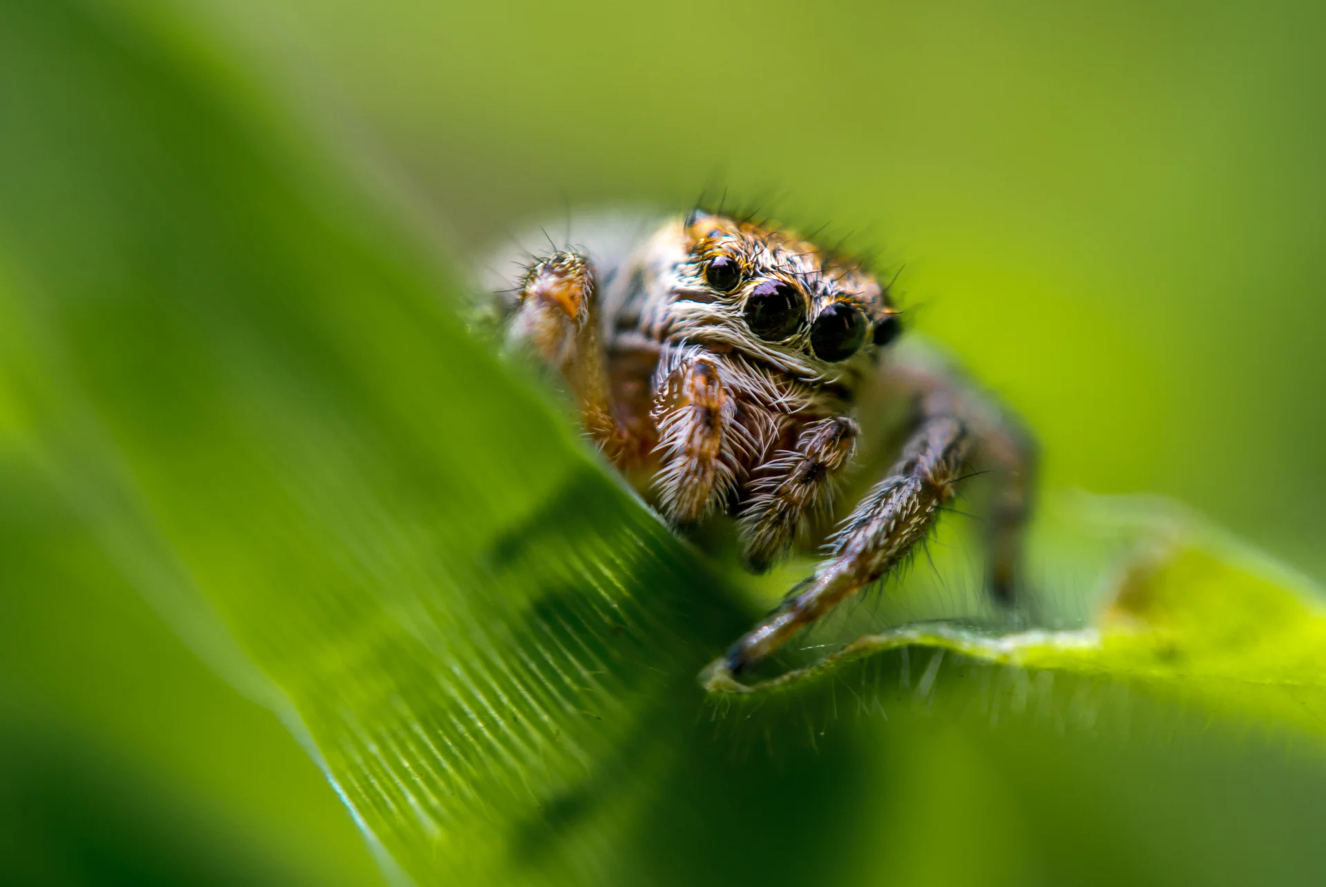 photo d'une araignée sur une feuille
