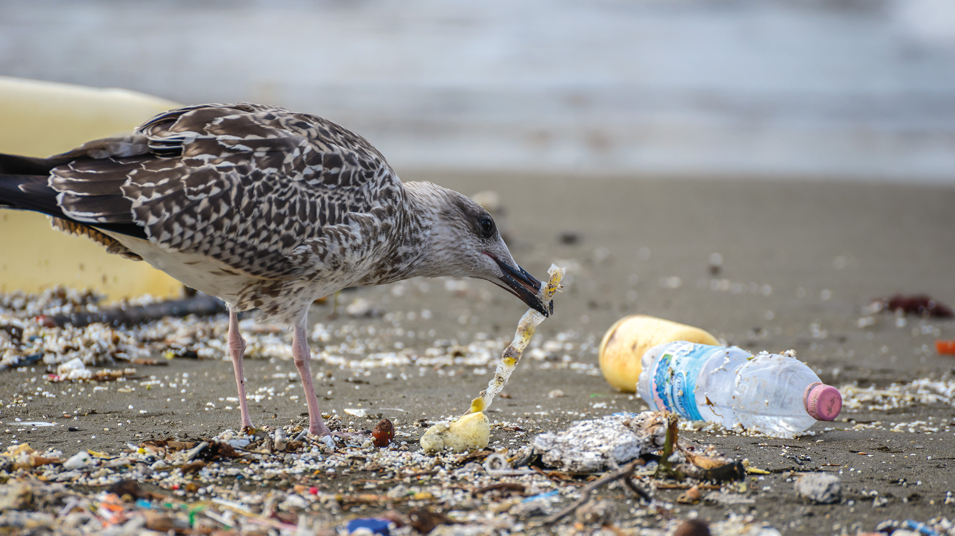 pollution plastique plage