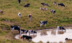 vaches dans un champs