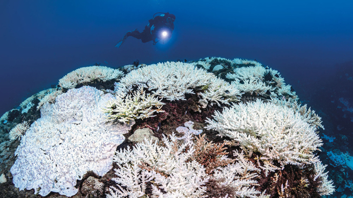 © CC BY-SA 4.0 - Wikimedia commons