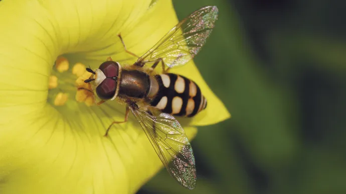 insecte en gros plan sur une fleur jaune