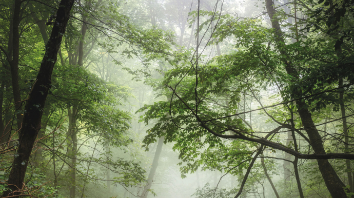 Photo d'arbres dans une fôret - © DAVE HOEFLER / UNSPLASH