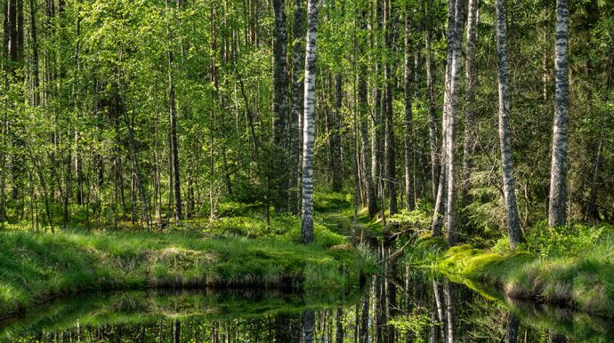 photo d'une forêt verdoyante avec un étang au premier plan