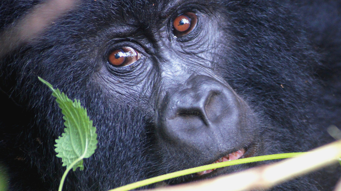 photo d'un singe en gros plan, derriere des feuilles