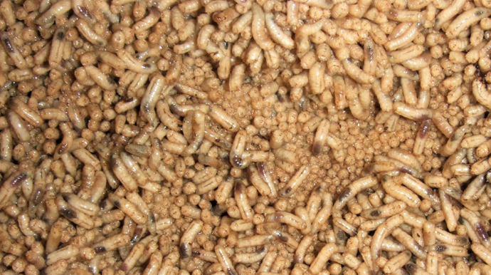 photo d'asticots de très près