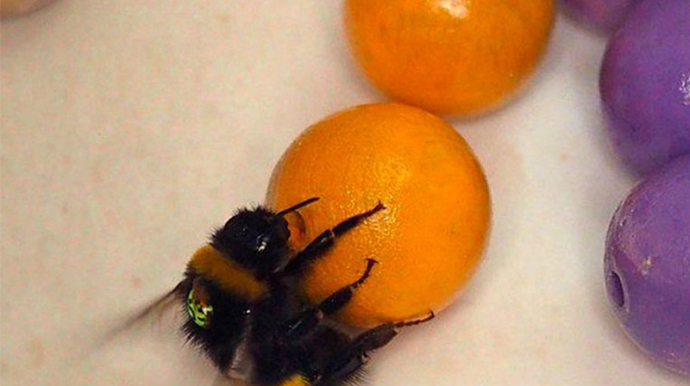 photo d'un bourdon posé sur une clémentine