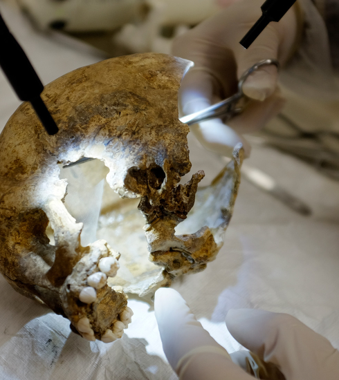 Un archéologue restaure un crâne néandertalien, trouvé sur le site de La Ferrassie (Dordogne).