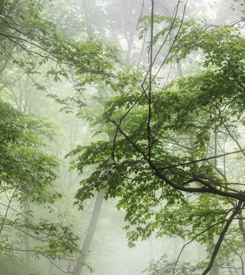 Photo d'arbres dans une fôret - © DAVE HOEFLER / UNSPLASH