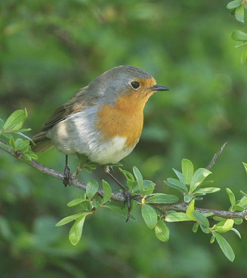 photo d'un petit rouge-gorge sur une branche