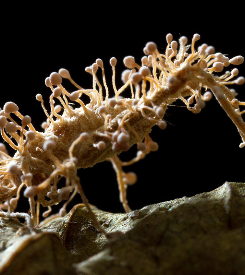 Photo d'un champignon au microscope