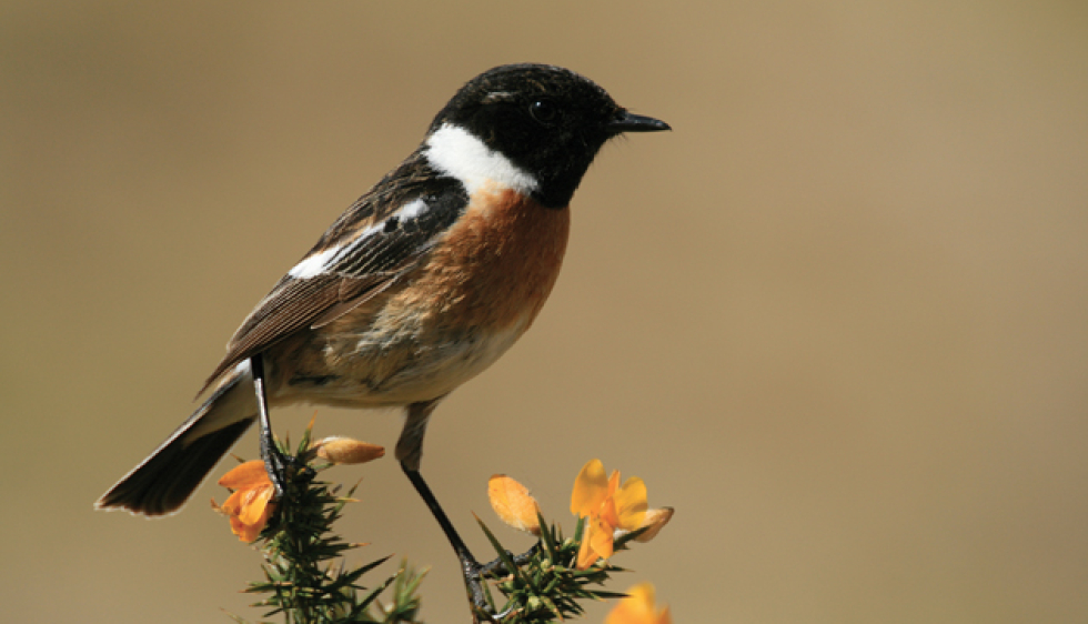 5 bienfaits de l'observation d'oiseaux pour la santé