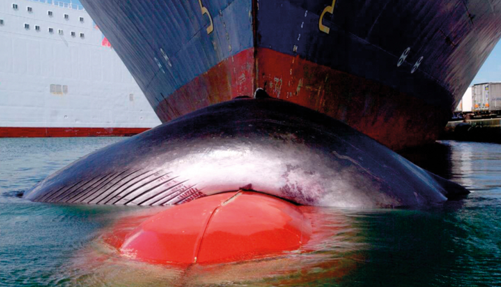 Sauver une baleine - Livre personnalisé