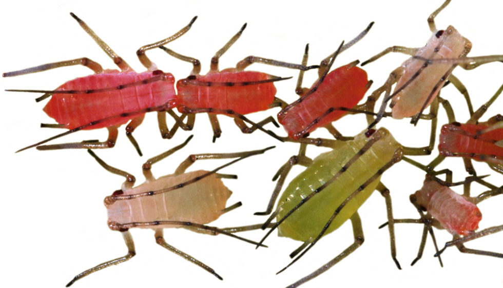 Ces insectes qui changent de couleur sous la pluie